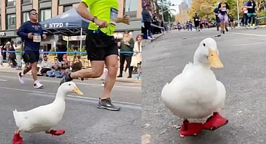 Wrinkle the Duck Waddles into Hearts by Running the NYC Marathon in Tiny Red Shoes