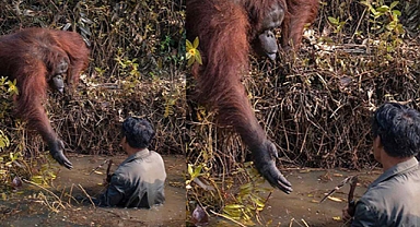A Touch of Kindness: Orangutan Reaches Out to Help Man Trapped in Jungle Mud