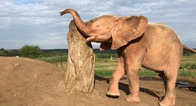 Brave Albino Elephant Calf Rescued After Days Trapped in Poacher’s Snare