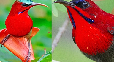 Crimson Sunbird: Nature’s Ruby-Throated Jewel of the Tropics