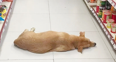 Kindhearted Store Welcomes Stray Dog to Escape Scorching Heatwave