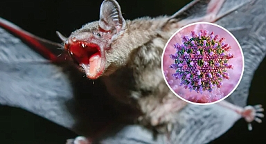Newly Identified Bat Viruses in China Spark Fears of Future Spillovers