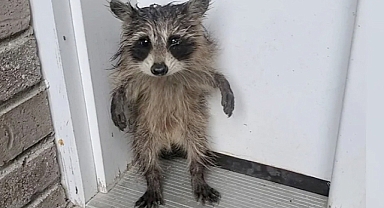 Tiny Raccoon Rescued After Storm Leaves Him Alone and Shivering