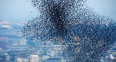 When the Sky Turns to Static: Rome’s Spectacular Starling Swarms