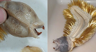 Eulagisca Gigantea: Antarctica’s Glittering Predator Hints at a Changing Ecosystem