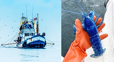 Fisherman Finds Ultra-Rare Blue Lobster Off Maine Coast and Releases It Back to the Sea