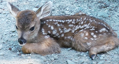 Heartwarming Moment: Lost Fawn Bonds with Logger, Thinking He's Mom