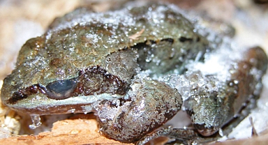 How Alaskan Wood Frogs Freeze and Thaw to Survive Brutal Winters, Scientists Find
