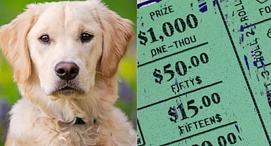 Lucky Golden Retriever Helps Owner Win Lottery Twice in a Row