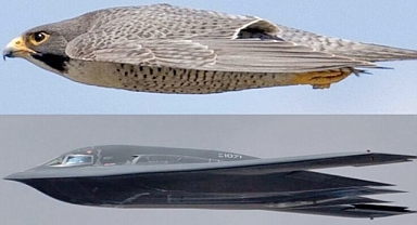 Peregrine Falcon’s Lightning Dive Resembles B-2 Bomber in Incredible Aerial Snapshot