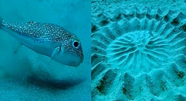 Seabed Circles of Seduction: The Pufferfish’s Artistic Courtship Ritual Revealed