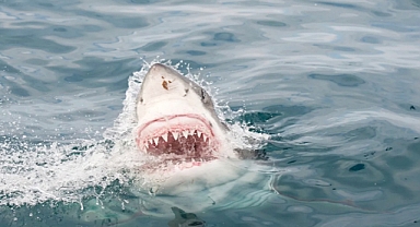 Surfer Injured in Shark Attack off Florida Coast, Second Incident in 2025