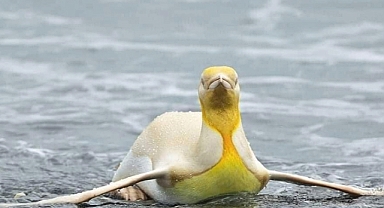 A Golden Rarity: The Extraordinary Discovery of a Yellow King Penguin