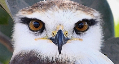 Black-Winged Kites Captivate with Striking Eyes and Graceful Flight