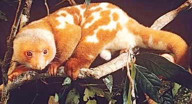 Common Spotted Cuscus: The Elusive Tree-Dwelling Marsupial of Australia and New Guinea