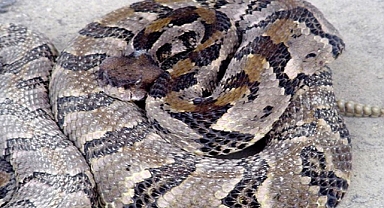 Hiker in Tennessee dies after picking up venomous rattlesnake