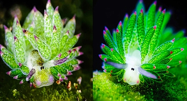 Leaf Sheep: The Tiny Solar-Powered Sea Slug That Looks Like a Cartoon Sheep