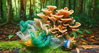 Plastic-Eating Mushroom: How an Amazon Fungus Could Transform Waste, Industry, and the Environment
