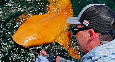 Rare bright orange shark amazes scientists in Costa Rica