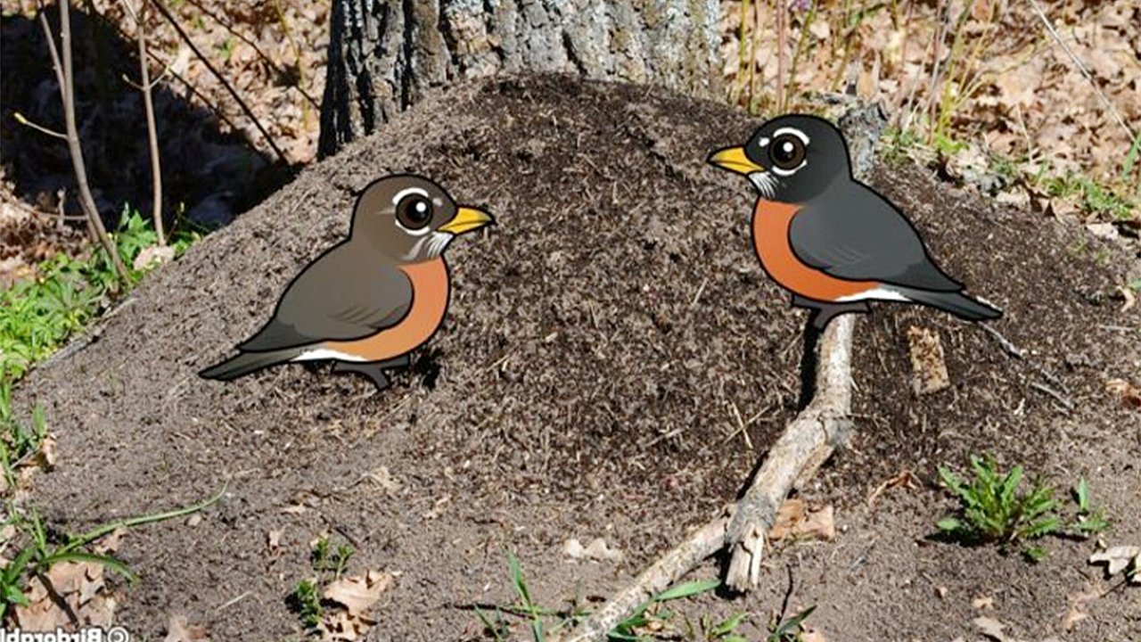 Why Birds Rub Ants on Their Feathers: The Mystery of Anting Behavior