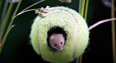 Wimbledon’s Tennis Balls Once Housed Harvest Mice – But the Conservation Practice Has Faded