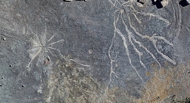 Ancient Forests of New York: The Hidden Home of the World’s Oldest Trees