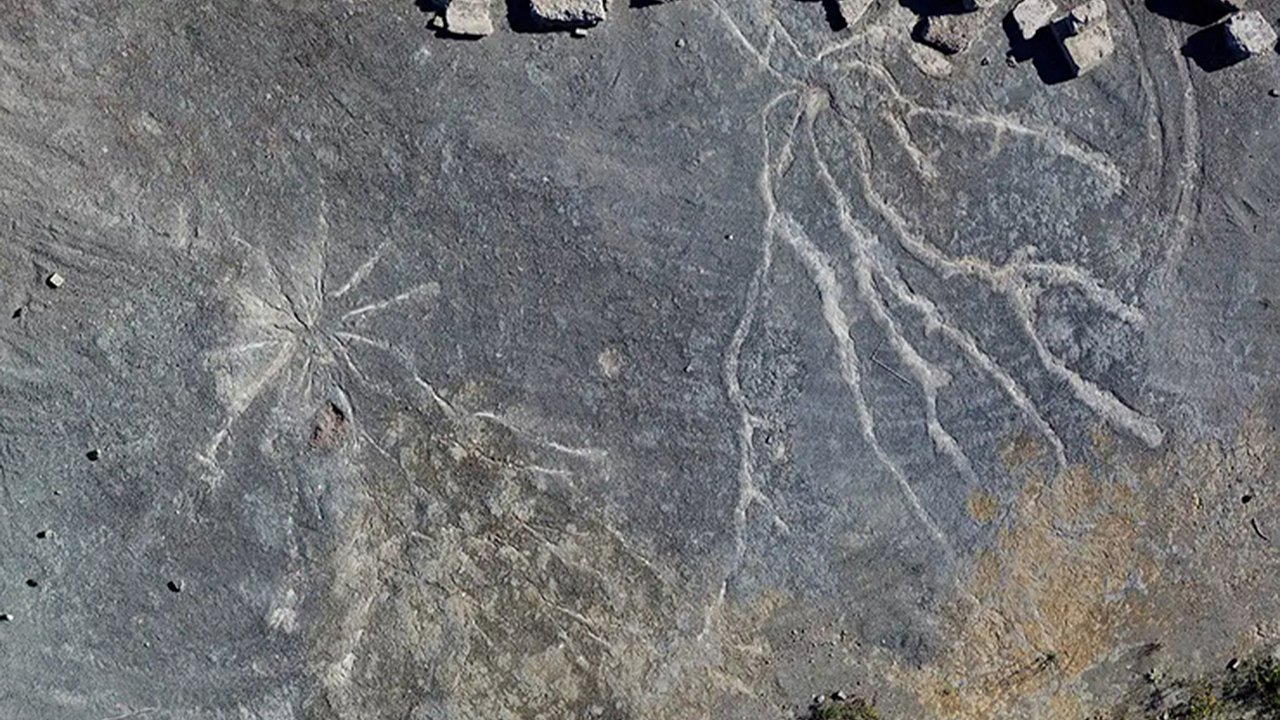 Ancient Forests of New York: The Hidden Home of the World’s Oldest Trees