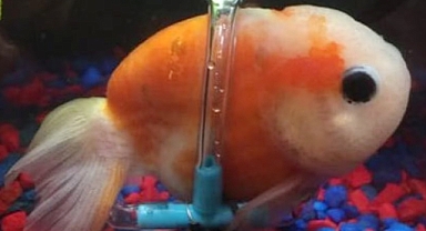 Disabled Goldfish Gets Custom Wheelchair to Swim Again