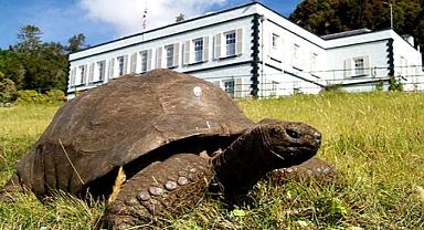 Jonathan the tortoise: world’s oldest land animal celebrates 187 years