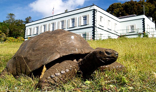 Jonathan the tortoise: world’s oldest land animal celebrates 187 years