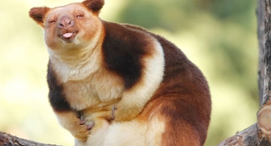 Lost for 90 years, rare Wondiwoi tree kangaroo photographed in New Guinea