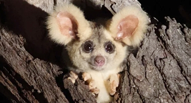 Scientists Discover New Marsupial Species in Australia That May Already Be Extinct