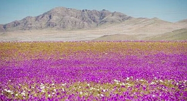 Secrets of the Atacama: Why the World’s Driest Desert Suddenly Blooms