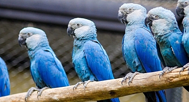 Spix’s macaw makes historic return to the wild but faces uncertain future