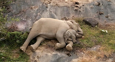 Emotional Reunion: Mother Elephant Embraces Her Lost Calf in Indian Wildlife Reserve