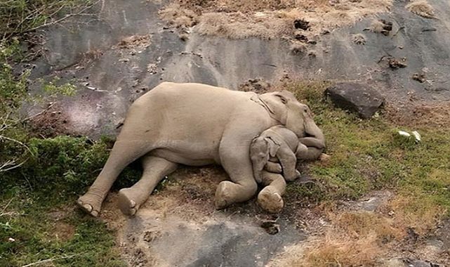 Emotional Reunion: Mother Elephant Embraces Her Lost Calf in Indian Wildlife Reserve