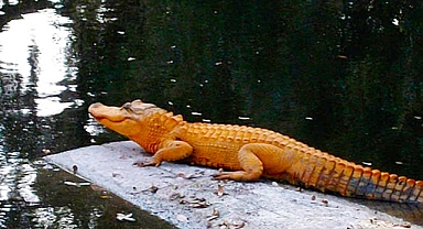 Orange Alligator Spotted in South Carolina Sparks Curiosity