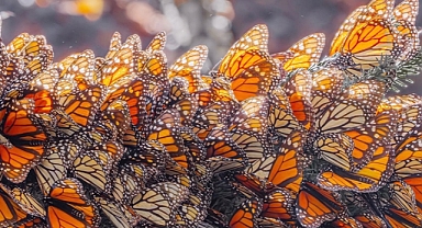Photographer Chronicles the Epic Monarch Butterfly Migration: A Golden Journey Across North America