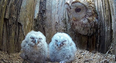 Rescued Owl Luna Finds Hope and Love as a Foster Mother