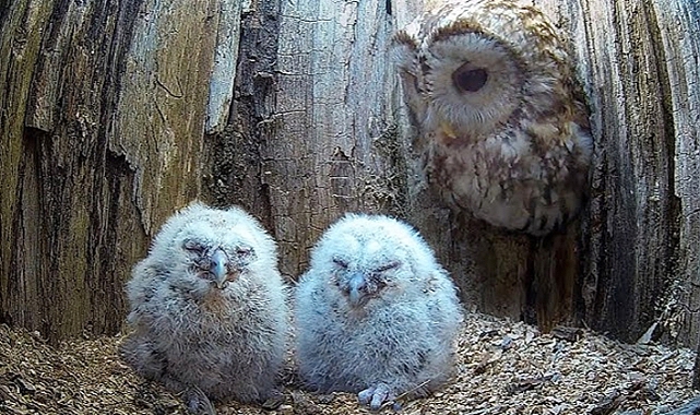 Rescued Owl Luna Finds Hope and Love as a Foster Mother