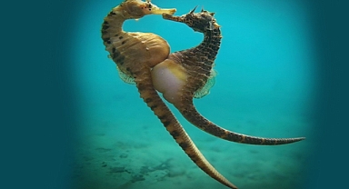 A Magical Morning Ritual: How Seahorses Strengthen Their Bonds Through Dance