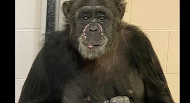 Chimpanzee Safely Returned After Brief Escape at Indianapolis Zoo Draws Attention to New Exhibit