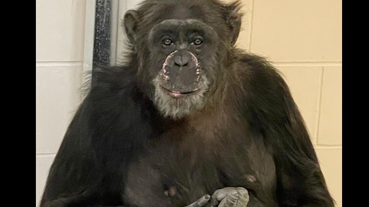 Chimpanzee Safely Returned After Brief Escape at Indianapolis Zoo Draws Attention to New Exhibit