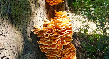 Laetiporus radiantus: The Mysterious Rainbow Mushroom That Mesmerizes and Threatens