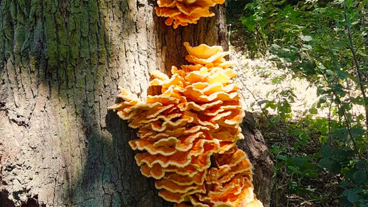 Laetiporus radiantus: The Mysterious Rainbow Mushroom That Mesmerizes and Threatens