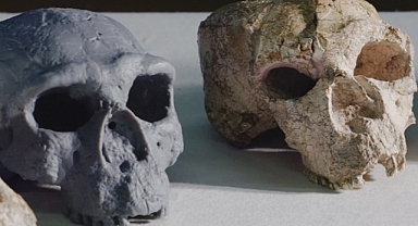Million-Year-Old Skull in China Could Redefine Human Origins