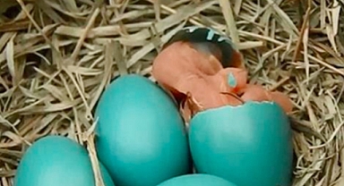 Miracle of blue eggs: A robin hatch you won’t forget