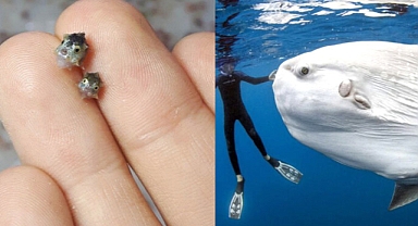 Tiny Sunfish, Giant Transformation: The Astonishing Growth Story of the Ocean’s Heaviest Bony Fish