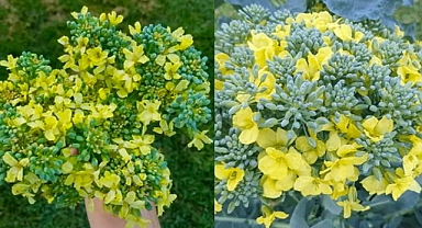 Broccoli’s Secret Transformation: How This Common Veggie Turns Into a Garden Full of Flowers