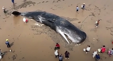 Twenty Hours of Hope: How a Giant Sperm Whale Was Saved Against All Odds